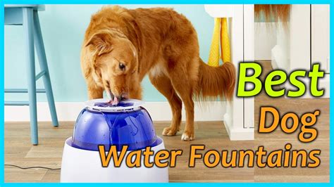 Best Dog Water Fountains In 2021 Top 5 Picks Youtube