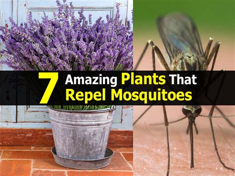 Chrysanthemums are beautiful flowers that also work overtime to keep unwanted bugs out of your yard. 7 Amazing Plants That Repel Mosquitoes