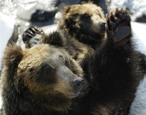 hokkaido bear attack shows need for better management of island s nearly 12 000 brown bears
