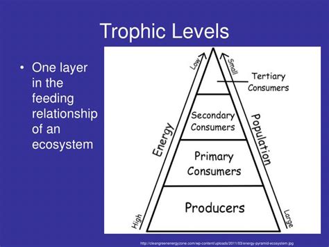 Ppt Food Webs And Energy Pyramids Powerpoint Presentation Id5659308