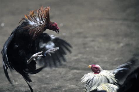 Largest Cockfighting Ring Bust In Us History Conducted In La Ibtimes Uk