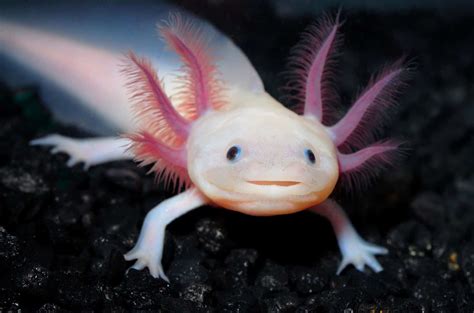 The ‘smiling Axolotl Is The Cutest Amphibian Ever Elite Readers