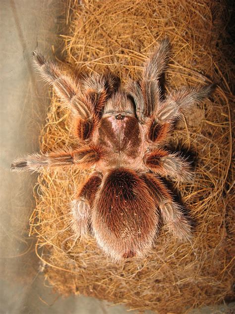 This is a very colorful blue tarantula that has been smuggled repeatedly to america and europe and due to its shrinking habitat from deforestation, wildfire. Uncle Tarantula: Red Chilean Rose