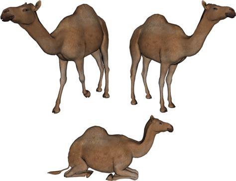 Camel Png All Position | PNG Images Download | Camel Png All Position pictures Download | Camel ...