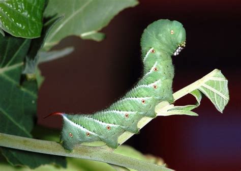 Tomato Hornworm Five Spotted Hawkmoth Identification Life Cycle