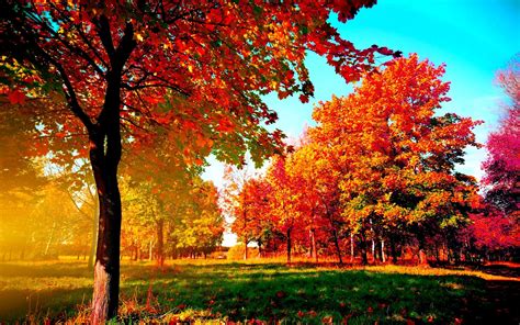 Beautiful Collection Of Desktop Backgrounds Trees In All Seasons