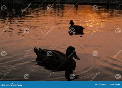 Ducks On Lake At Sunset Stock Image Image Of Dock Waves 31950721