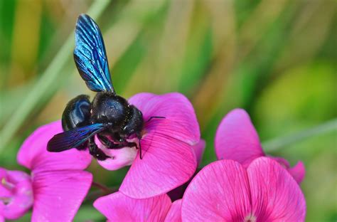 Rare Metallic Blue Bee Spotted In Florida Wvua 23