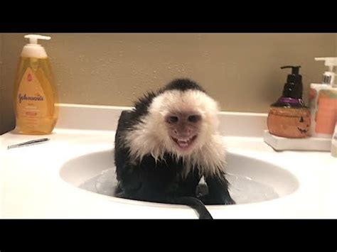 Well trained capuchin monkeysfemale capuchin monkeys available. Capuchin Monkey LOVES Bath! - YouTube