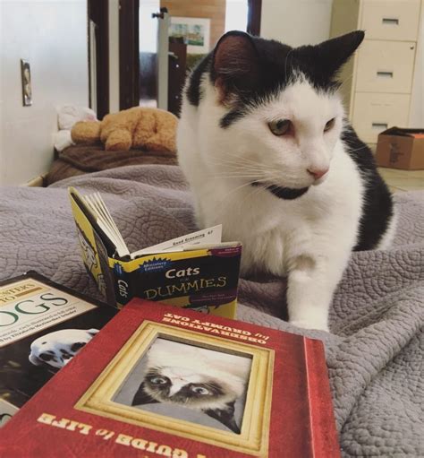 Adopt a cat melbourne victoria konu başlığında toplam 0 kitap bulunuyor. 5 Shocking reasons "not" to adopt a senior cat | BC SPCA