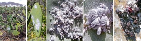 Scale Insects Master Gardener Program
