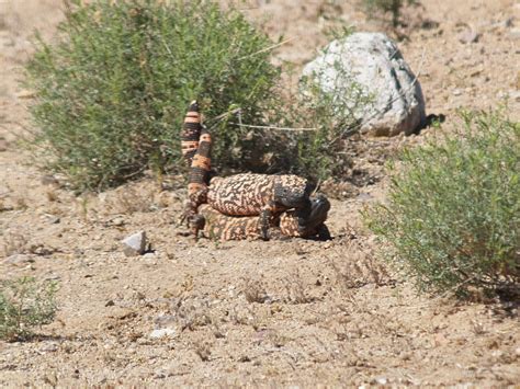 Want to discover art related to gilamonster? Making baby gila monsters - Miscellaneous Items related to ...