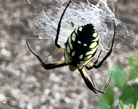 Unidentified Spider In Chicago Illinois United States