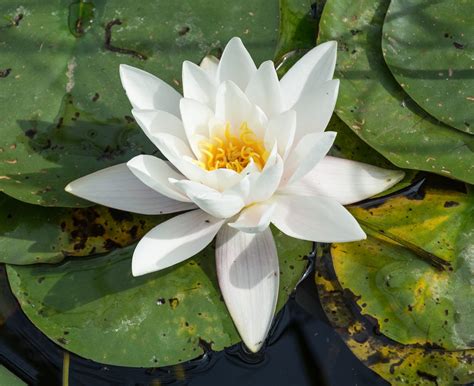 Check spelling or type a new query. 10 Plants That Attract Dragonflies for Mosquito Control in ...