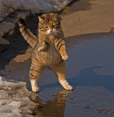 Funny kitty (8 pics) - Izismile.com