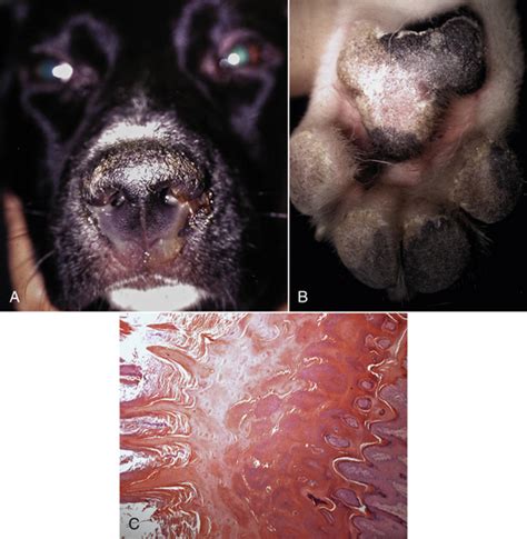 Canine Distemper Virus Infection Veterian Key