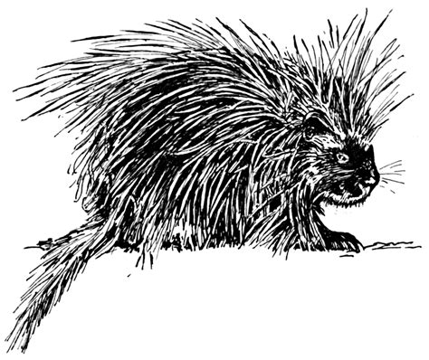 Porcupine Line Drawing At Getdrawings Free Download