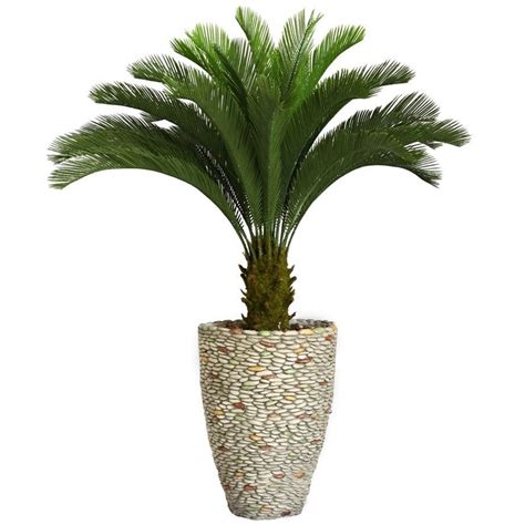 Home > home furnishings > decorative accessories. Laura Ashley 62-inch Tall Cycas Palm Tree in Fiberstone ...