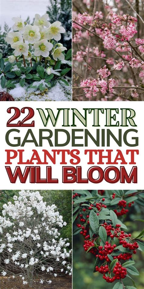 Some Flowers And Trees With The Words Winter Gardening Plants That Will