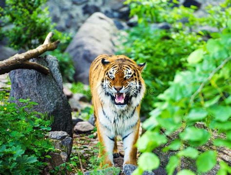 Retrato Hermoso Del Tigre De Amur Foto De Archivo Imagen De Gato