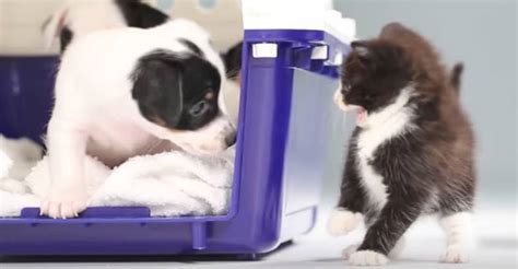 Kittens Meet Puppies For The First Time