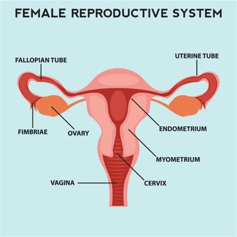 Le Système De Reproduction Féminin Vecteur Gratuite