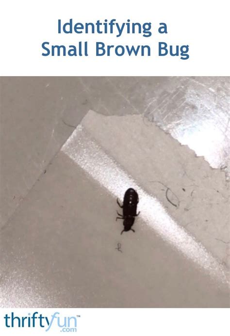 Identifying A Small Brown Bug Thriftyfun