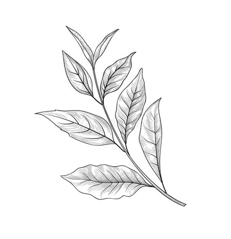 Green Tea Branch Tea Leaves Sketch Hand Drawn Herb Plant Stock
