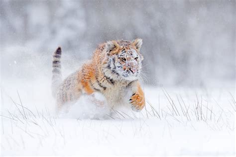 Tiger Snow Run In Wild Winter Nature Siberian Tiger Panthera Tigris