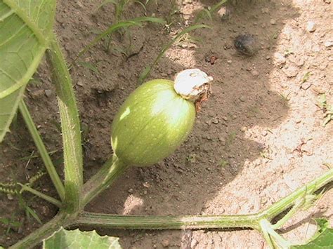 Are sunflowers male or female? Pumpkin, Zucchini, and Cucumber Vegetables Starting to ...