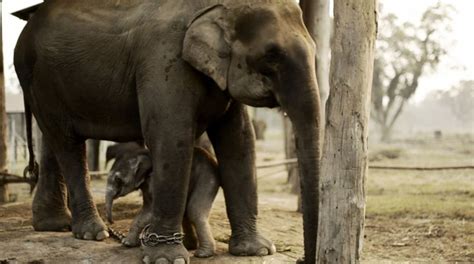 Captive Elephant Films World Elephant Alliance
