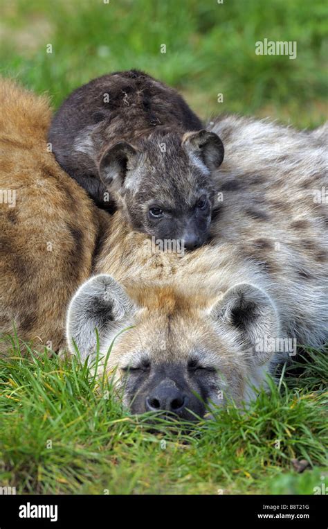 Spotted Hyena Crocuta Crocuta Cub Lying On Its Mother Stock Photo