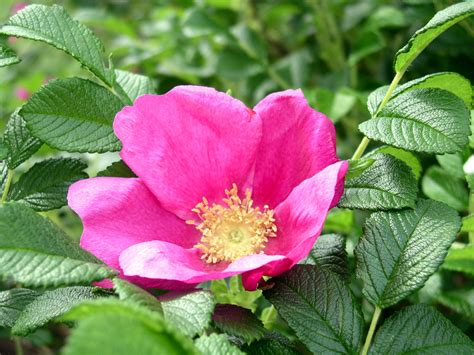 Temperate Climate Permaculture Permaculture Plants Rugosa Roses