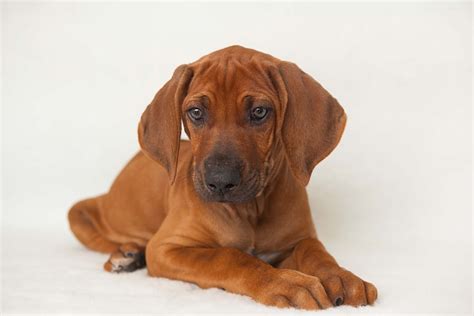 Ridgeback Puppy Available Introducing Mr Red