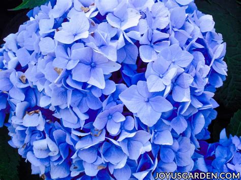 Hydrangea Color Change How To Turn The Flowers Blue