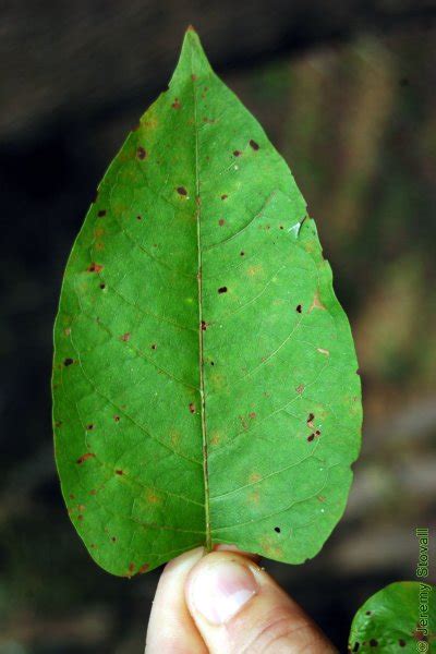 Sfa Dendro Leaf Morphology Bases