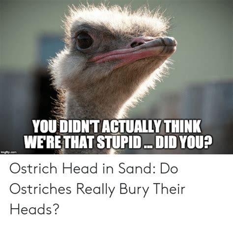 You Didnt Actually Think Werethat Stupid Did Yous Imgflipcom Ostrich