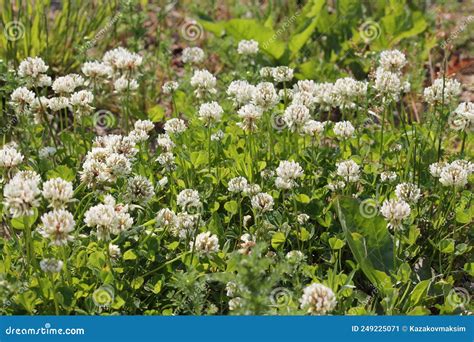 Flowers Of White Clover Trifolium Repens Plant In Green Meadow Stock