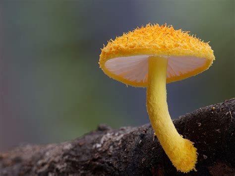 The Most Wildly Beautiful Mushrooms Beautifulnow