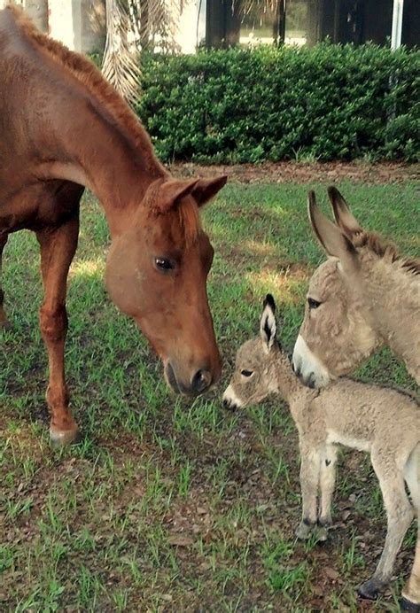 My Donkey Introducing Her 5 Hour Old Baby To My Horse Animals