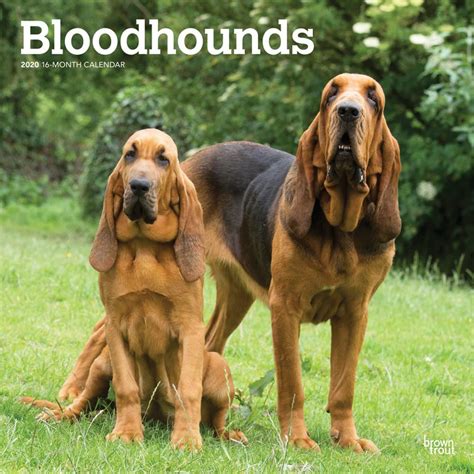 About The Breed Bloodhound Highland Canine Training