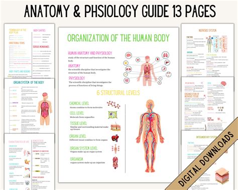 Anatomy And Physiology Nursing Anatomy Study Guide Anatomy Etsy