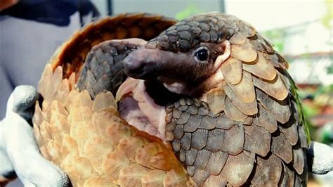 Do Pangolins Make Good Pets What You Need To Know