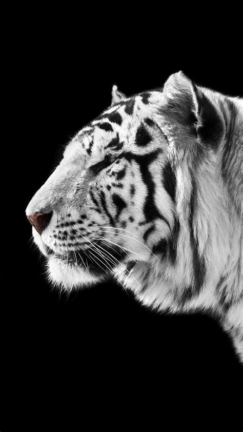 White Tiger Iphone Wallpapers Wallpaper Cave