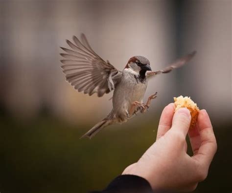 House English Sparrow Intrusive Aggressive Toward Other Nesting