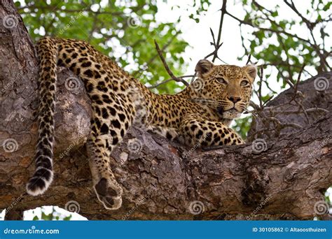 Leopard Lying In Tree Stock Photo Image Of Natural Relaxing 30105862