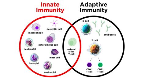 Introduction To Innate Immunity Youtube
