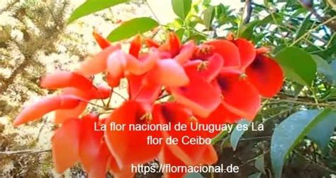 La Flor Nacional De Uruguay Es La Flor Del Ceibo árbol Cuyo Nombre