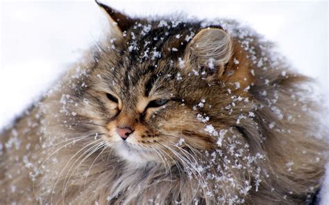 Animals Cats Snow Winter Wallpaper 851