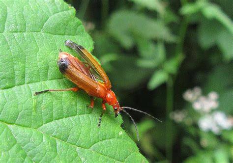 Common Red Soldier Beetle Gedling Conservation Trust Nottingham